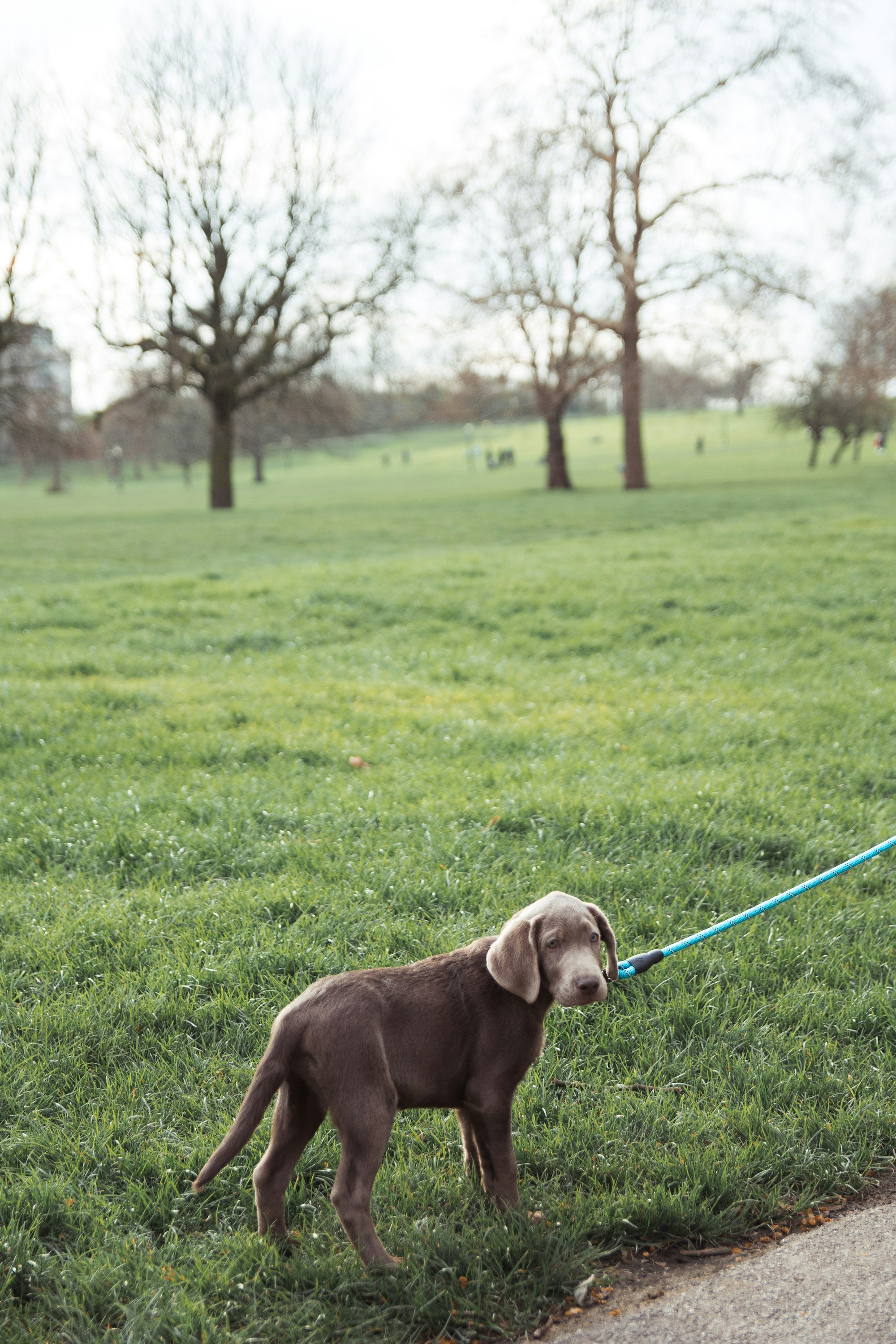 Dog enjoying a walk on a grassy park path