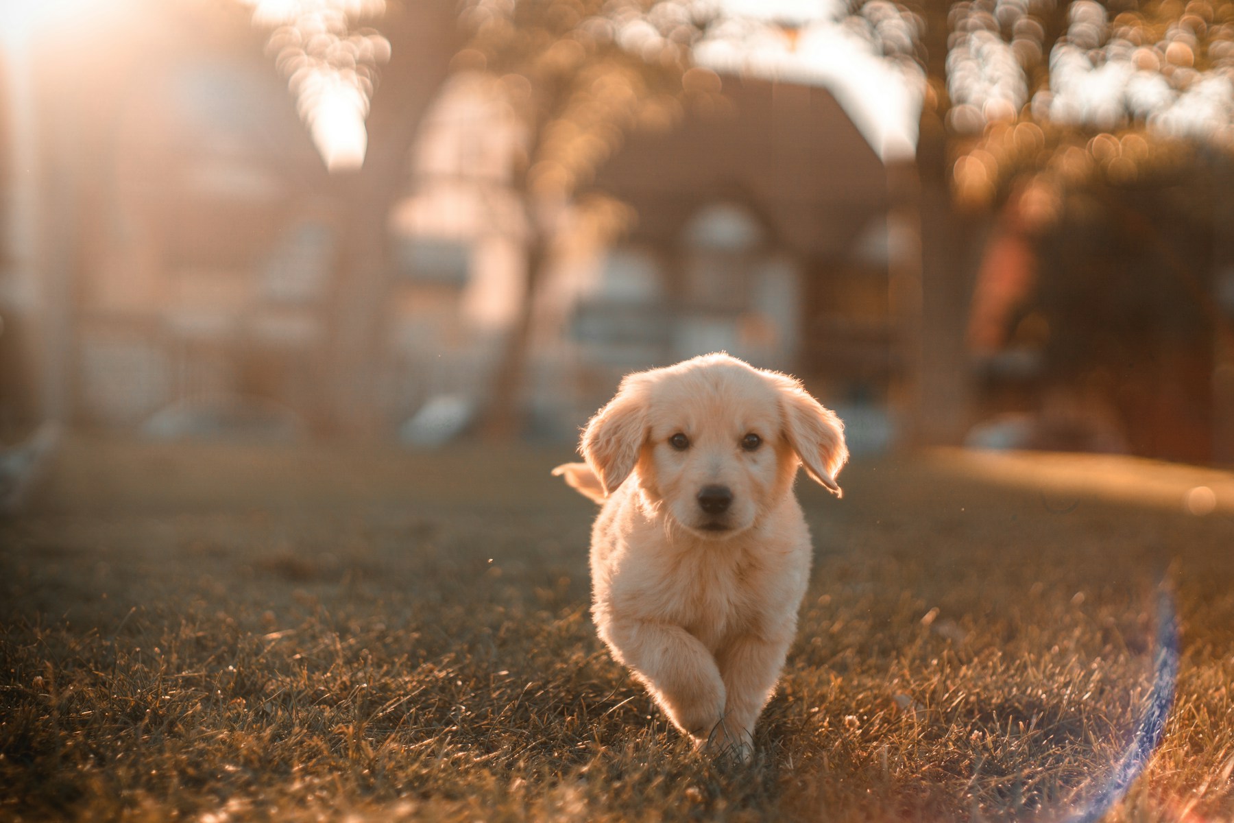 Happy golden retriever puppy running outside